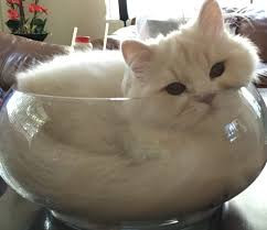 the only 2021 design trend that matters